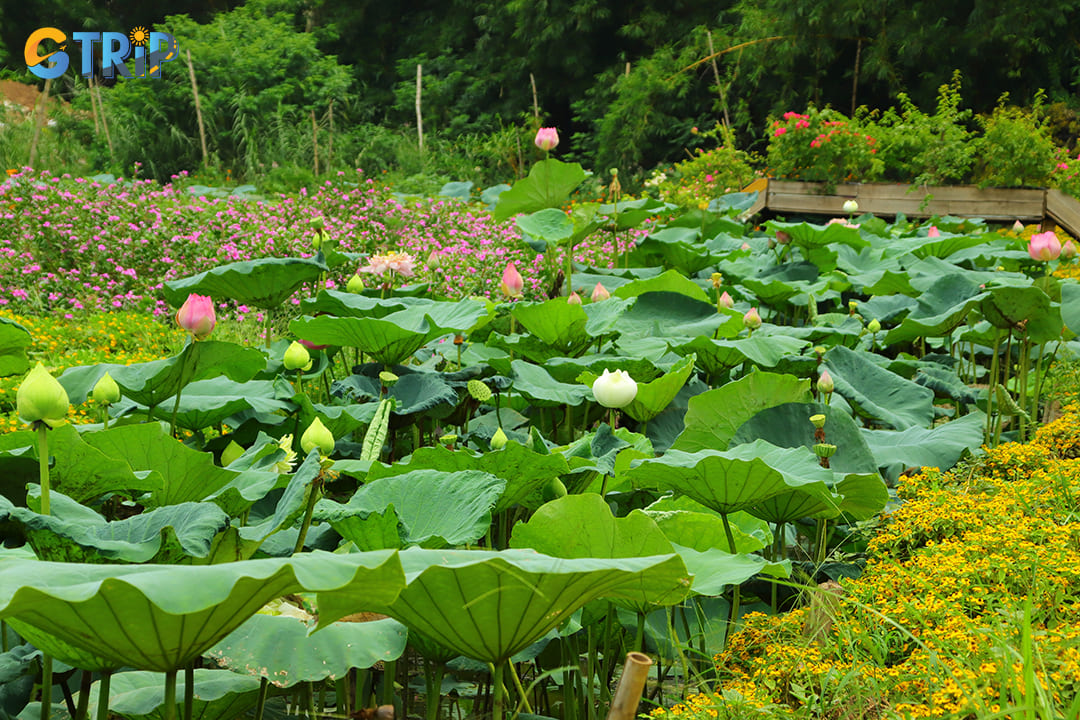 Ho Tay Flower Valley near Hanoi’s West Lake is a vibrant year-round destination with seasonal blooms, charming photo spots, and beautifully curated landscapes