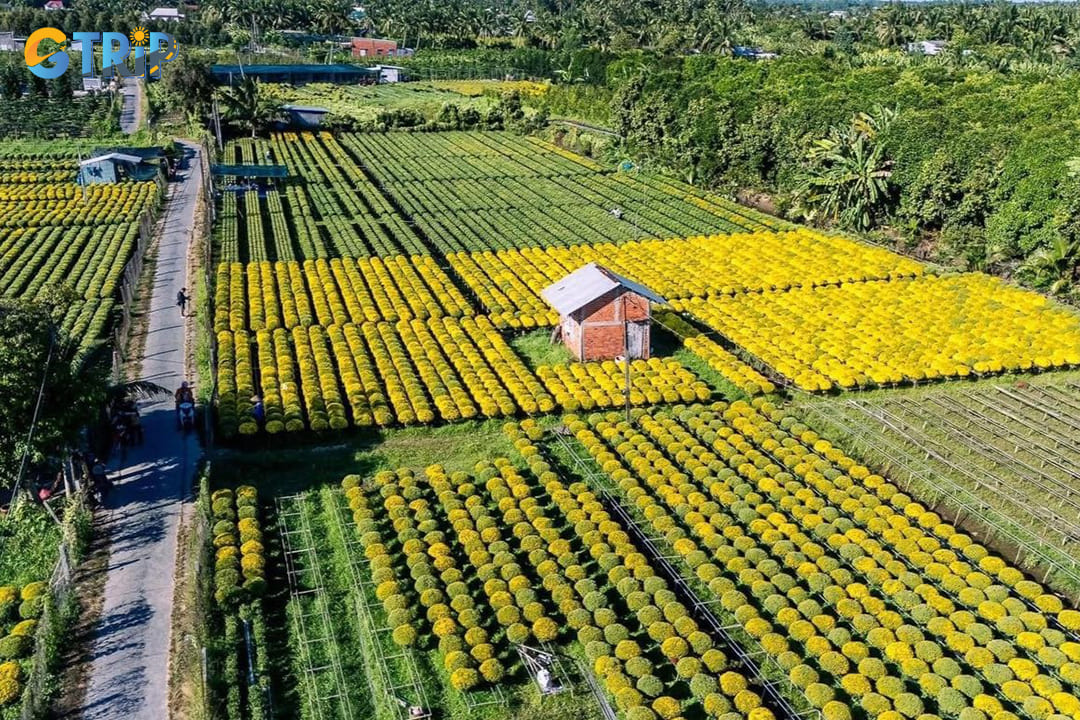 Lien Mac Flower Village showcases large-scale flower farming with fields of roses, lilies, and daisies, offering an authentic, crowd-free experience