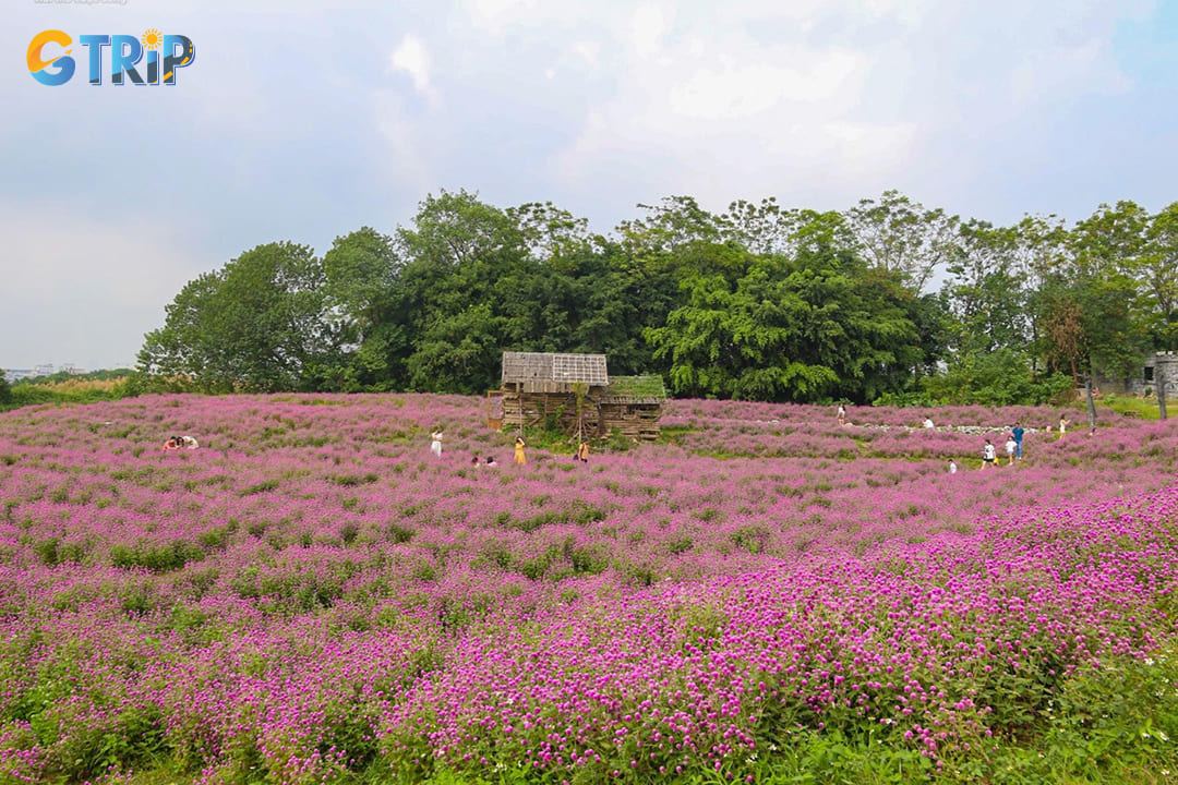 Long Bien Flower Plateau near Hanoi’s historic bridge offers vast, film-like fields of seasonal blooms, perfect for wide-angle photography and peaceful strolls