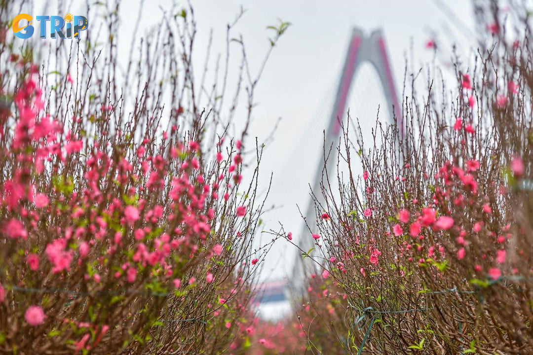 Phu Thuong Flower Village in Hanoi is famed for peach blossoms, the iconic Tet flower, transforming into a vibrant sea of pink each Lunar New Year season