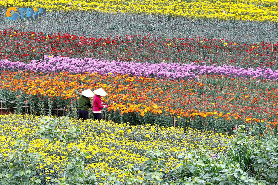 Tay Tuu Flower Village is the city’s largest flower hub, with endless fields of roses, lilies, and chrysanthemums that supply markets year-round