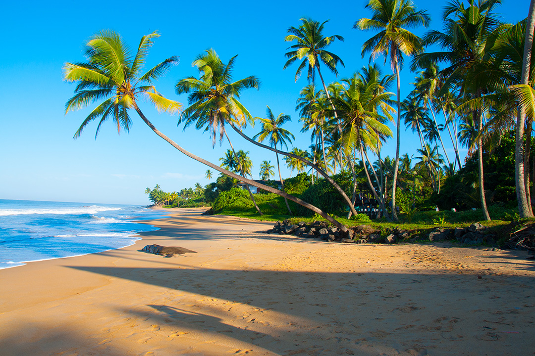 Embark On A Maritime Adventure - Sri Lanka Travel Guide For Ocean Enthusiasts