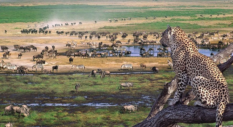 Tanzania Wildlife