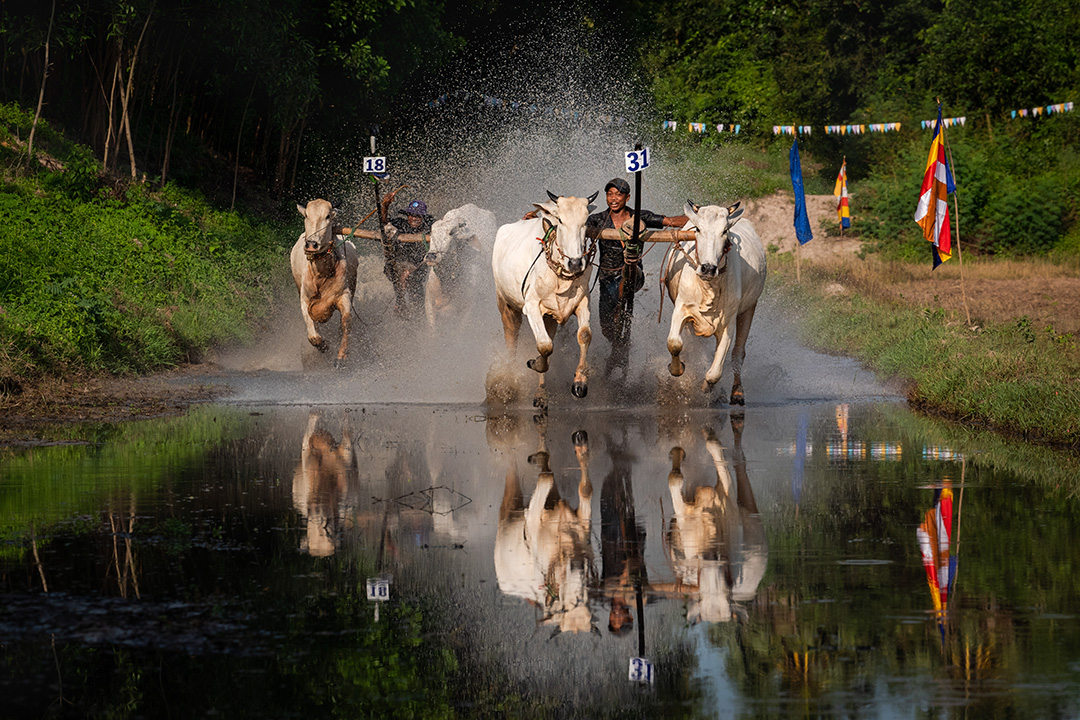 Seven Mountains Bull Racing Festival 2024