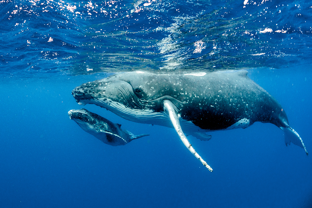 My Long Whale Festival 2025