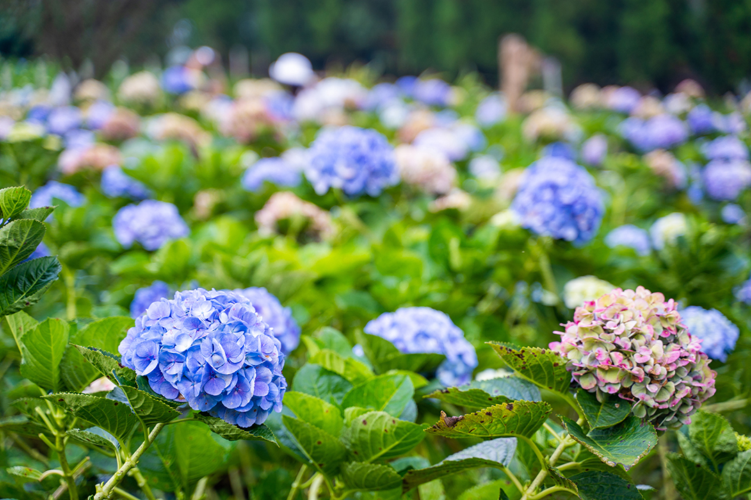 The 10th Da Lat Flower Festival 2024