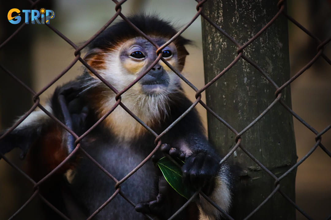 A baby red-shanked Delacour’s langur in a conservation center in Cuc Phuong National Park