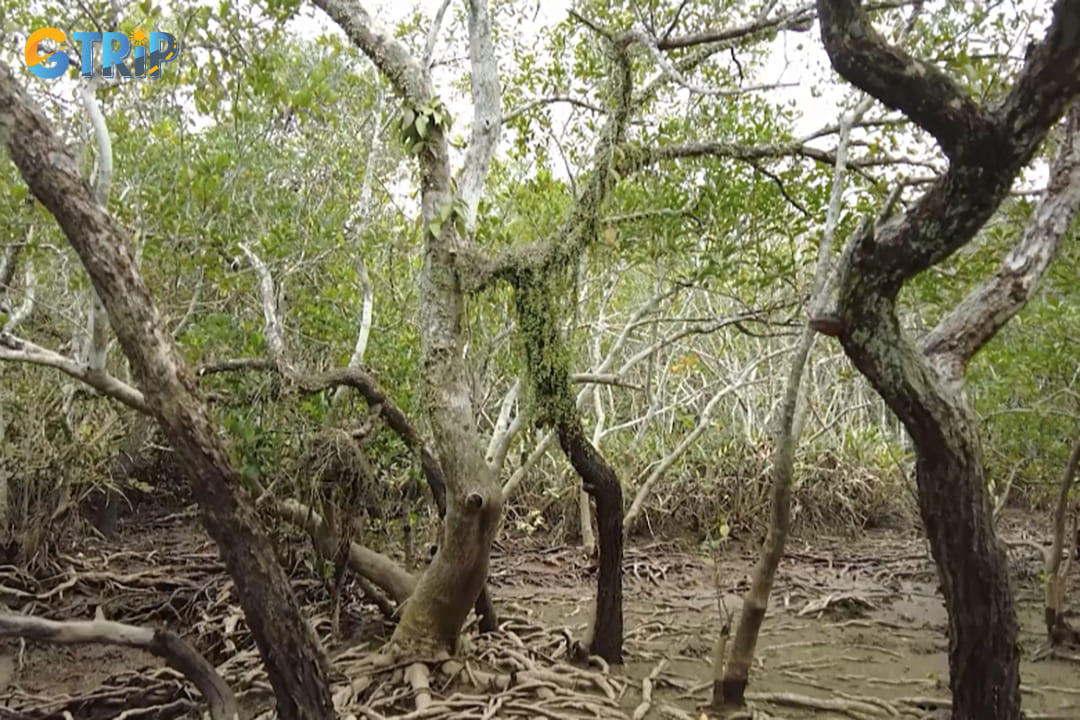 A forest with many kinds of trees on Tra Ngo Island