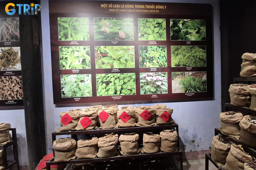 A guided visit helps bring the exhibits to life, offering deeper insights into Hoi An’s medical history, apothecary design, and the philosophies of traditional herbal medicine