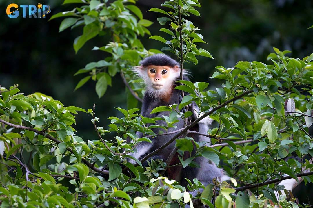 A protected nature reserve, Son Tra Peninsula is home to rare langurs and macaques, often seen near the pagoda, best admired from a distance and never fed