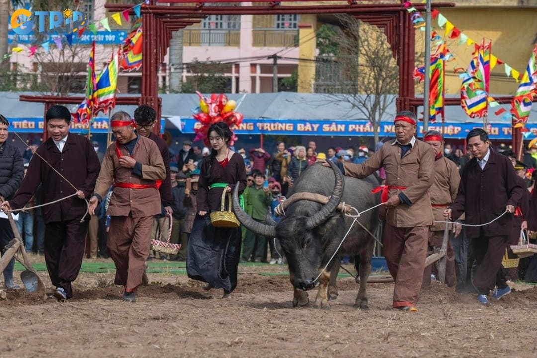 After the king finishes plowing the field, local leaders and veteran farmers take turns plowing nine furrows