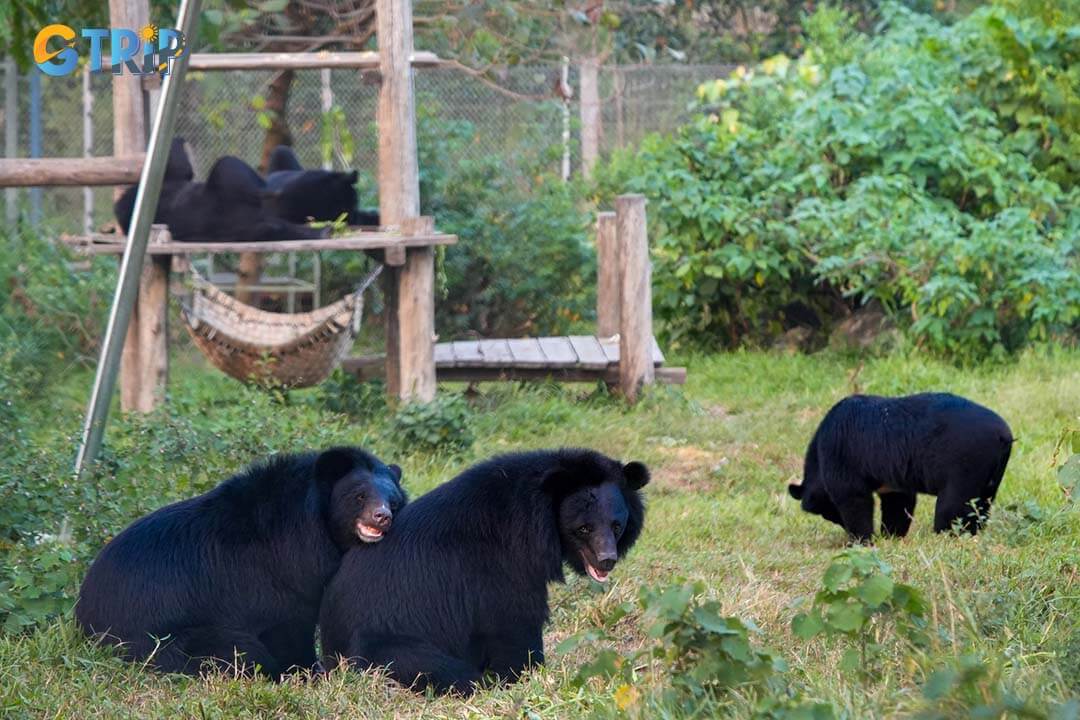 Ninh Binh bear sanctuary creates the most natural space for bears to survive and develop best