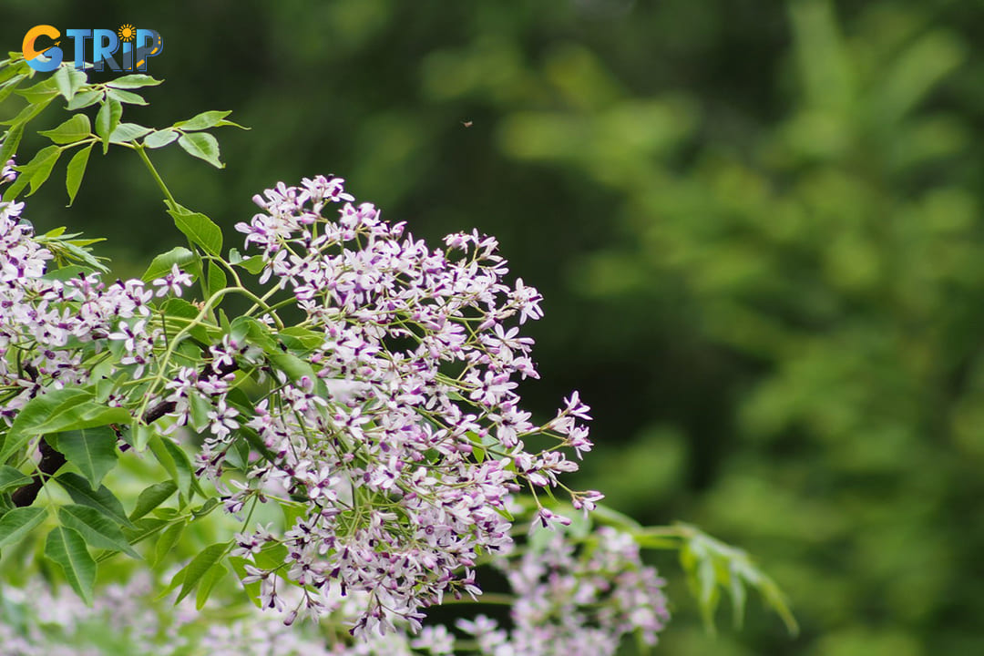 August marks the beginning of the Xoan flower season in Hanoi, transforming parts of the city with delicate white blooms