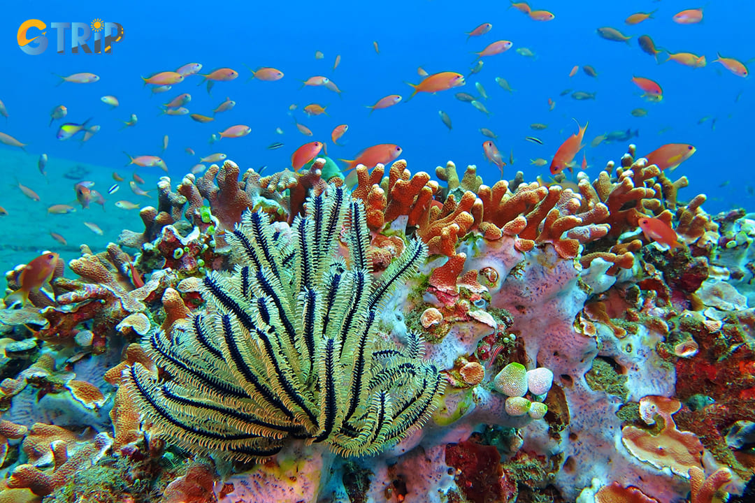 Avoid touching or stepping on coral as this can cause irreversible damage