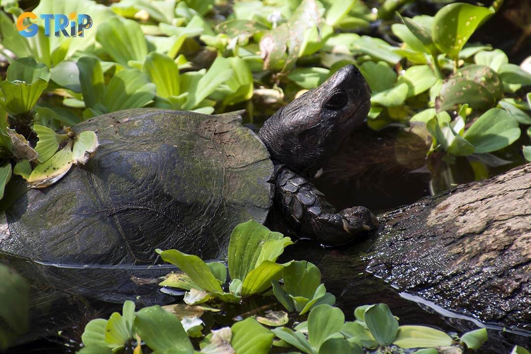 Ba Mun Island’s conservation efforts, including habitat restoration and wildlife monitoring, protect its biodiversity and contribute to broader regional ecological health