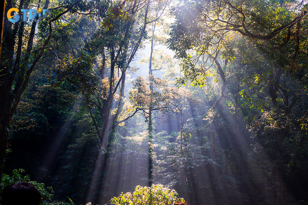 Ba Vi's forest structure is classified into three distinct ecological zones based on elevation and climate conditions