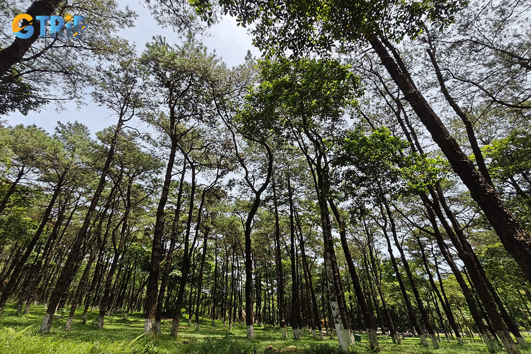 The conservation significance of Ba Vi National Park becomes particularly evident when examining its rare plant species
