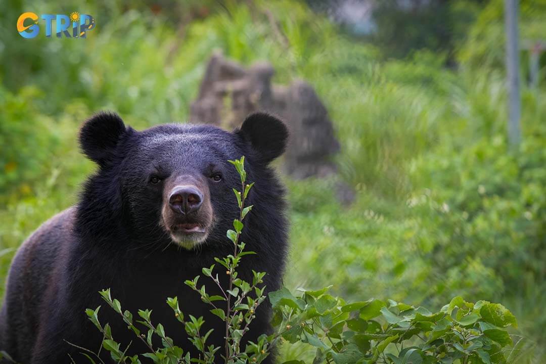 A small corner inside Ninh Binh bear sanctuary