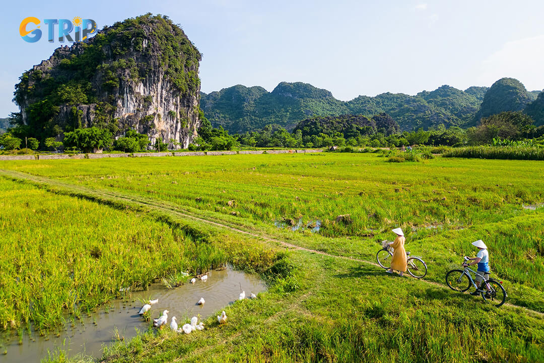 Many people choose to explore Ninh Binh by cycling, they are passing through ripe rice fields and towering limestone mountains and this is an exciting experience.