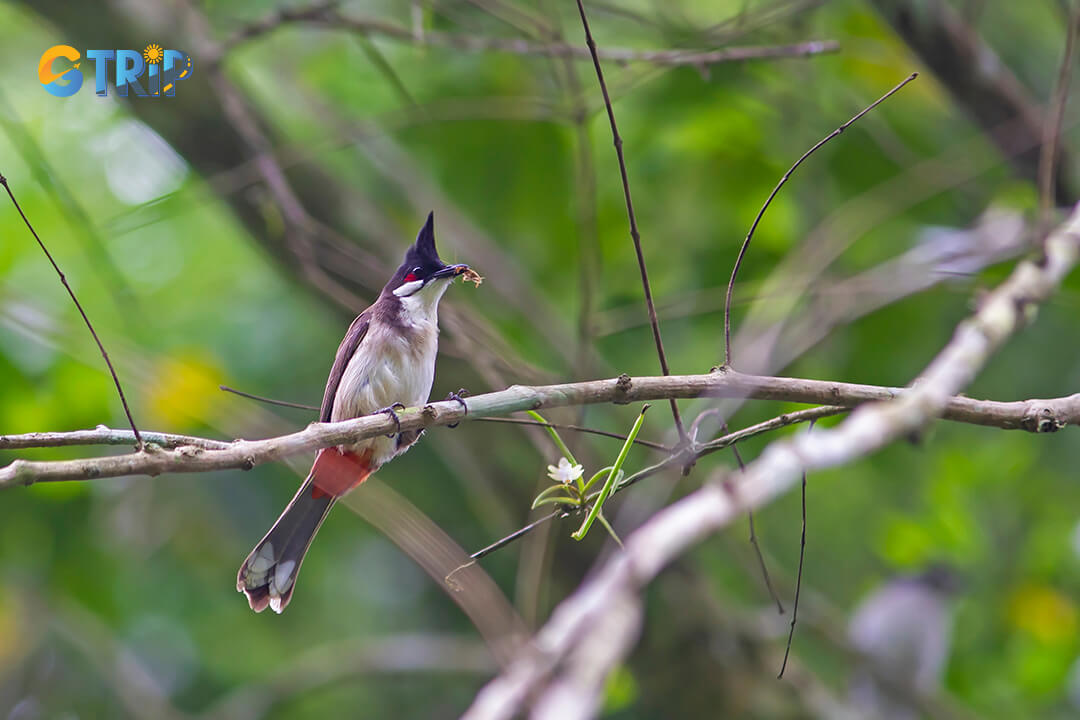 Bird watching in Cuc Phuong National Park