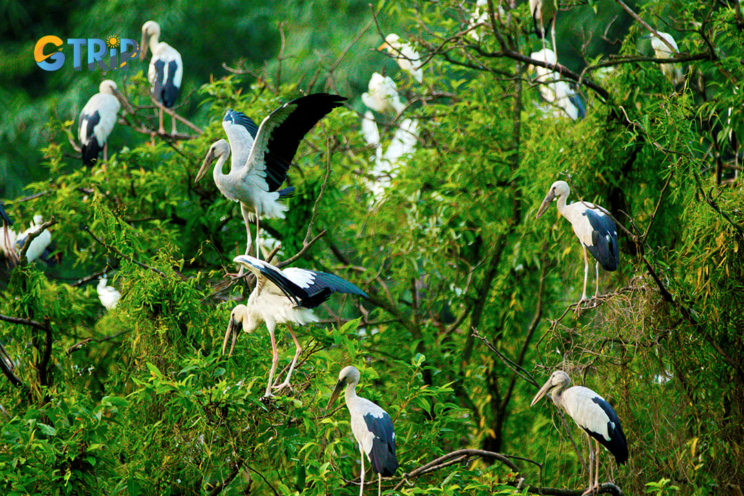 Bird watching is an activity that you should enjoy when traveling to Thung Nham