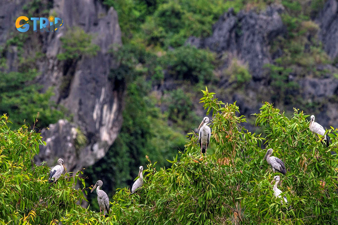 Birdwatching opportunities in Van Long