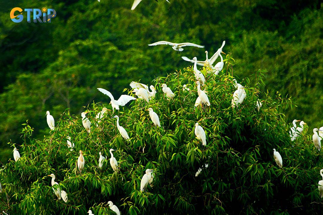 Bird watching at the Thung Nham is an activity that is close to nature. You can take a boat to watch the birds