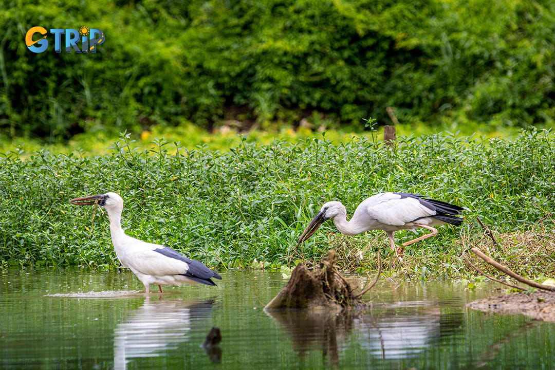 Birds with their survival activities help you once feel and mingle with nature inside Thung Nham