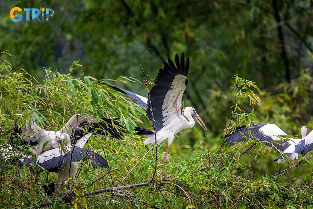 Birdwatching at Thung Nham Bird Park offers a serene experience as you observe flocks of diverse bird species in their natural habitat