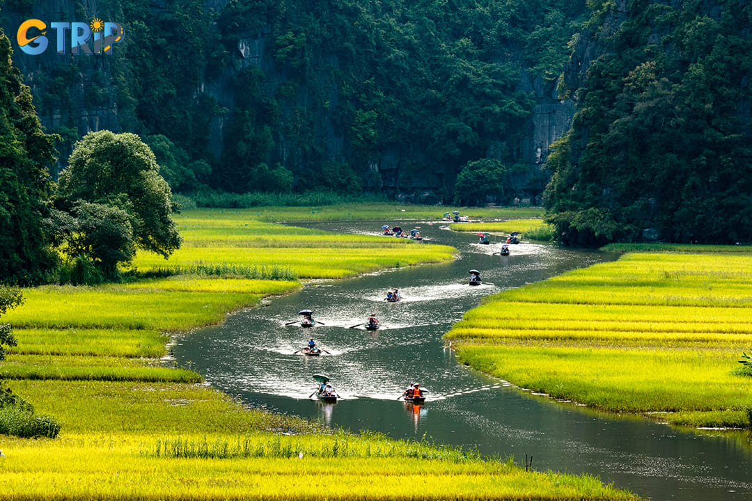 Boat tours at Tam Coc during harvest season in Ninh Binh in June