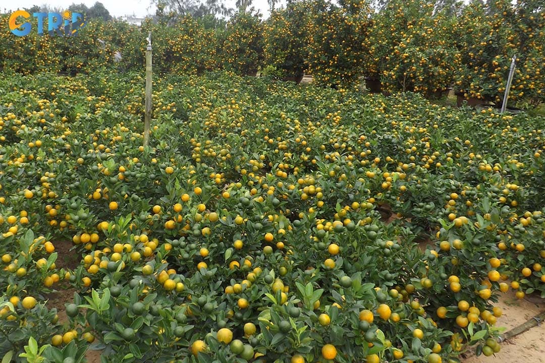 Cam Ha Kumquat Village is a sea of vibrant orange and green