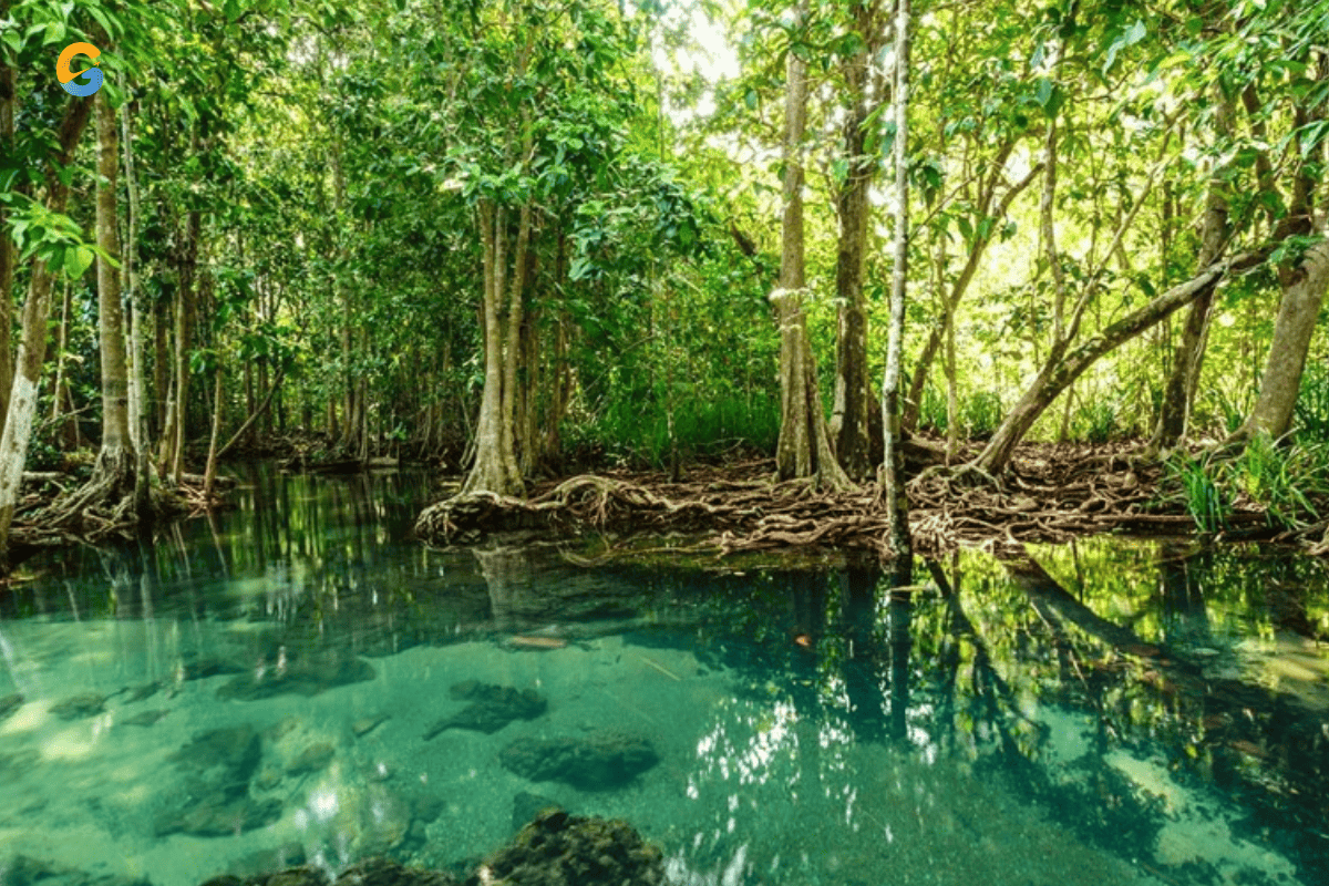 Can Gio Biosphere Reserve Day Tour