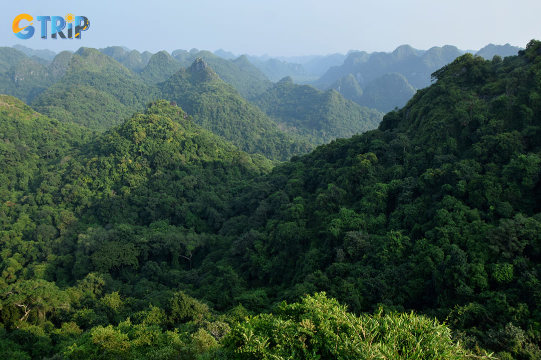 Cat Ba National Park is a top destination for hiking enthusiasts