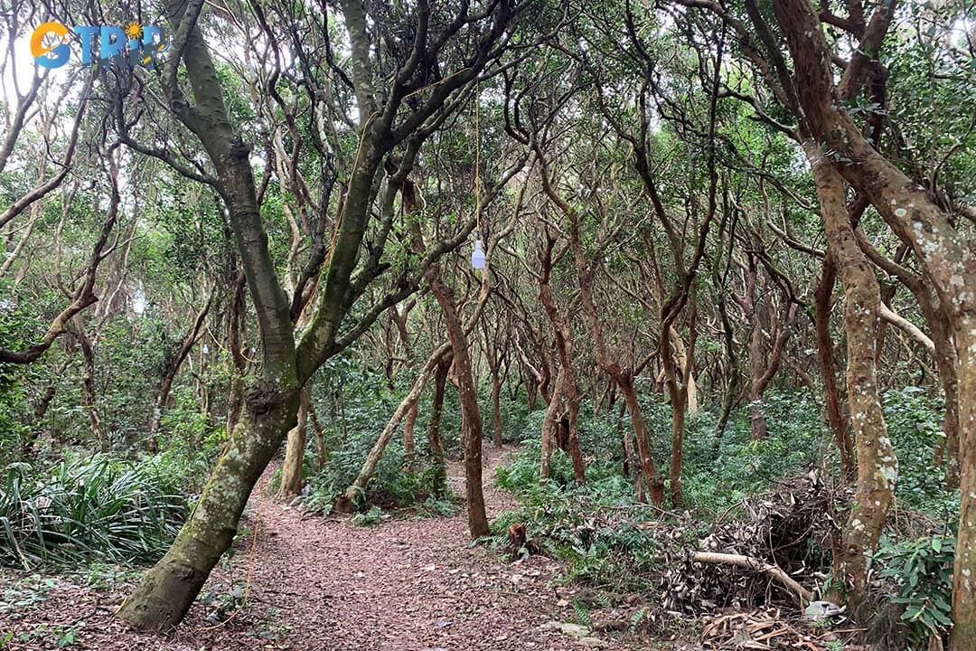 Clear green scenery at Minh Chau Tram forest