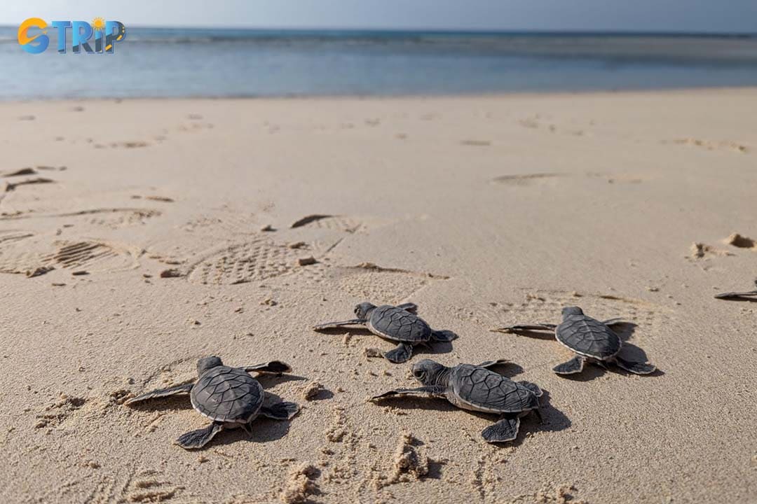 Con Dao offers a rare and humbling chance to witness sea turtle nesting from May to October on Hon Bay Canh