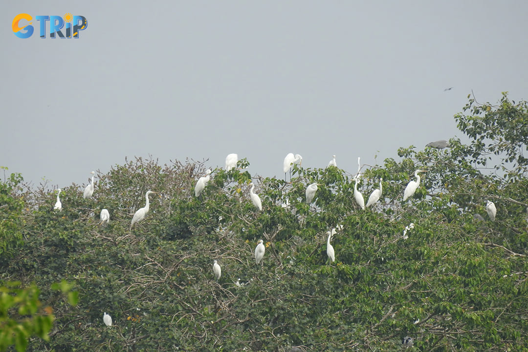 Covering around 107 hectares within a 385-hectare forest area, this sanctuary stands as one of the largest bird colonies in the Mekong Delta