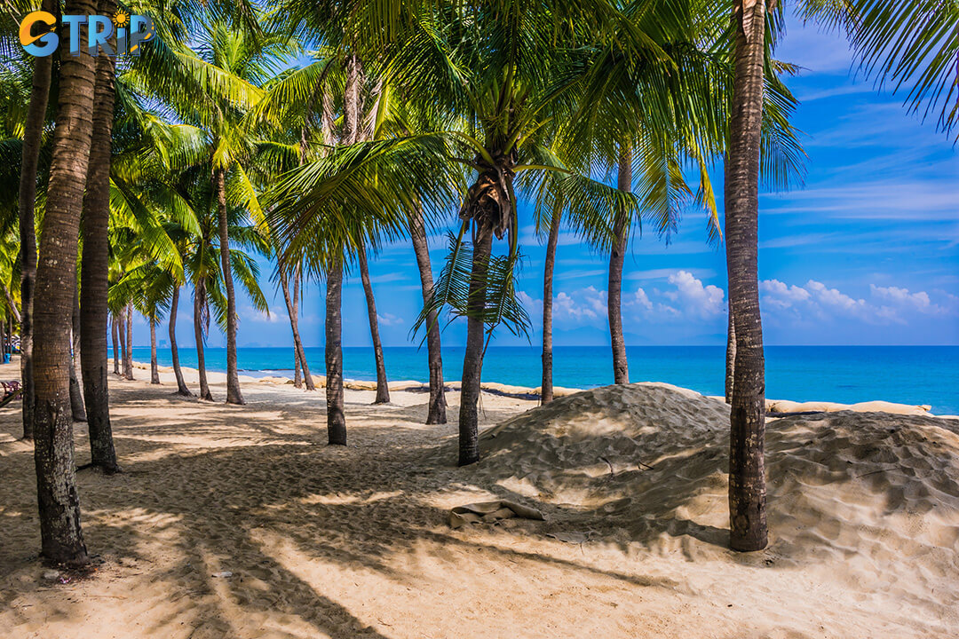 Cua Dai Beach is about 25-30 km from Da Nang, reachable in 40-45 minutes via a scenic coastal drive along Vo Nguyen Giap and Truong Sa