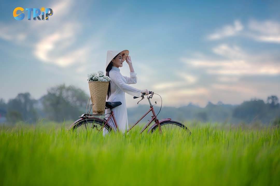 Cycle through Hoi An’s serene rice fields to experience local farming life, peaceful scenery, and the timeless charm of Vietnam’s countryside