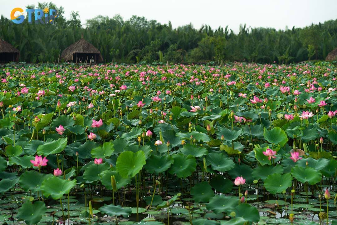 Cycling through Ninh Binh’s scenic lotus fields is a charming way to experience the region’s natural beauty