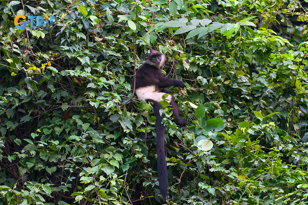 Delacour’s langur in Van Long