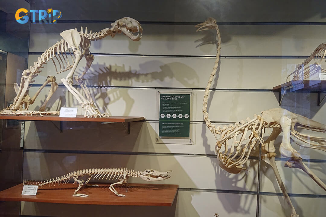 Discover over 800 ancient fossils and 2,000 geological samples that reveal Vietnam’s prehistoric landscapes and the Earth’s evolution across 4 major geological eras