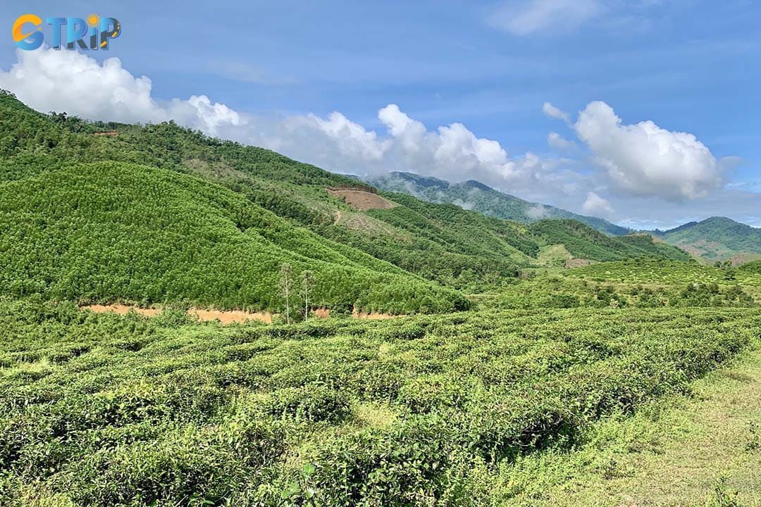 Dong Giang Tea Hill is one of the most peaceful eco-tourism destinations in central Vietnam