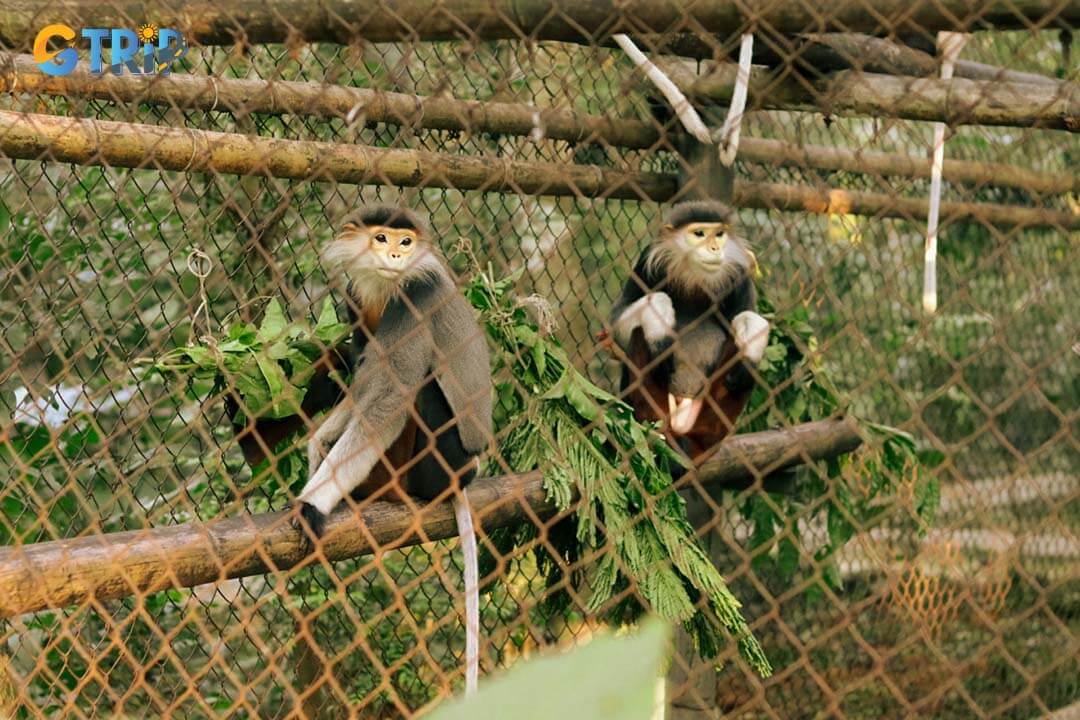 Douc Langur