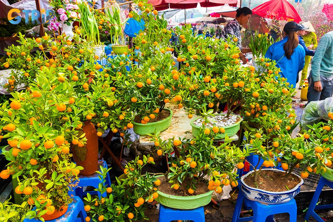 During Tet season, Quang Ba showcases several distinct elements such as kumquat trees