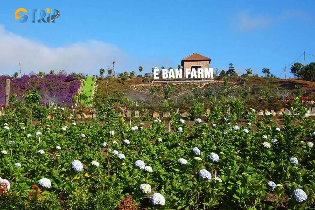 E Ban Farm offers colorful flower fields and showcases traditional farming life, creating a perfect blend of natural beauty in the Central Highlands