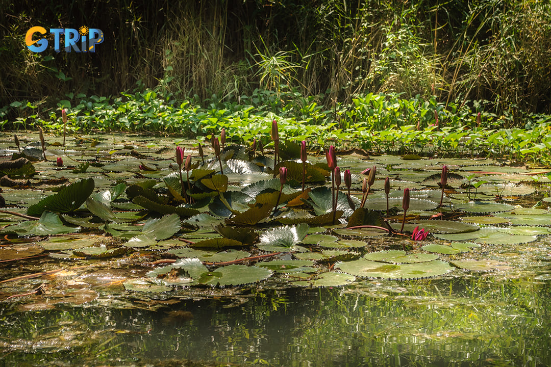 The lotus ponds and trees inside Thung Nang create a diverse ecosystem for this place