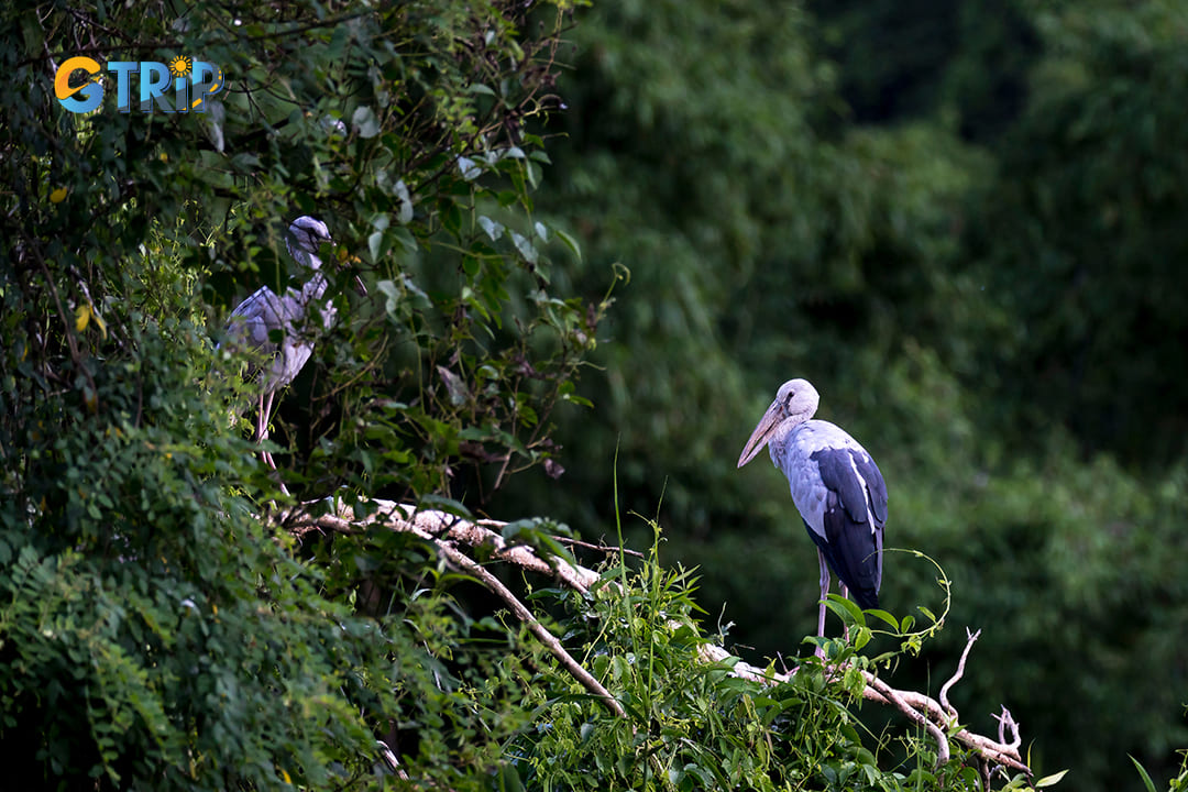 Explore the life of birds at Thung Nham