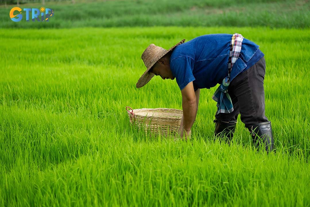 Efforts to protect Ninh Binh’s rice fields emphasize sustainability, eco-tourism, and local initiatives that preserve heritage and biodiversity