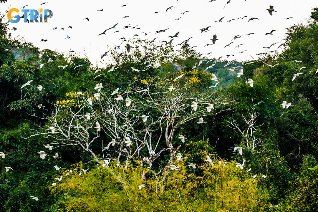 Egret flock inside Thung Nham Natural Reserve