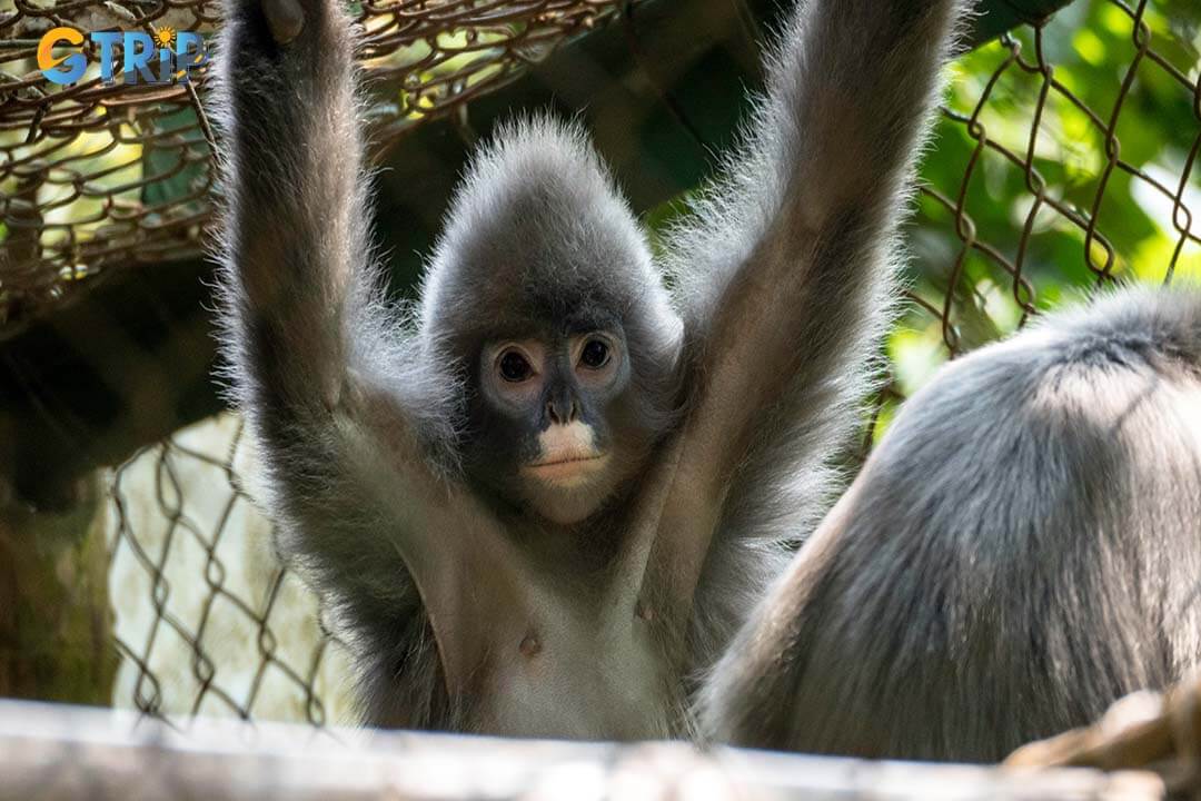 Endangered Langur at rehabilitation center at EPRC